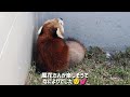 徳山動物園の風花さんの「ある行動」がかわいすぎました！