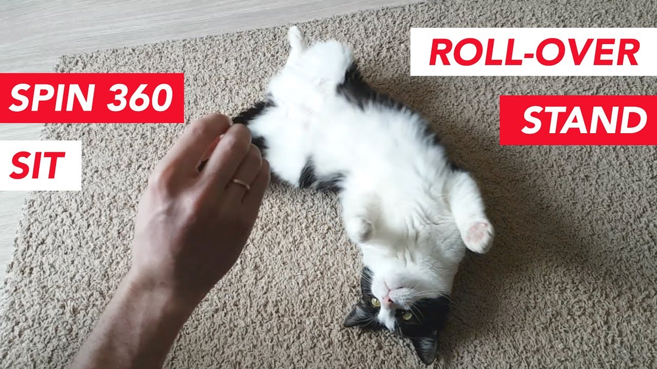 Cat Tricks Youtube