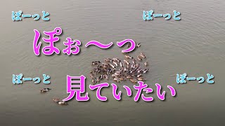 カモがくるくる回るかも　くるくる鴨　（5 minutes）