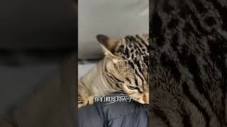 所以为什么一定要养狸花猫呢？#狸花猫 #铲屎官的乐趣 #我和我的猫