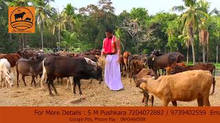 Gaavo Vishwasya Maataraha |ಗಾವೋ ವಿಶ್ವಸ್ಯ ಮಾತರಃ| #Neelavara #Goshala |#pejawarswamiji #ಗೋಶಾಲೆ #cow