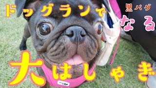 【パグ、pug】黒パグなるドッグランを大満喫(前編)Naru of the black pug who enjoyed the dog park