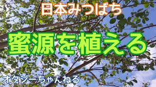 日本みつばち 蜜源を植える