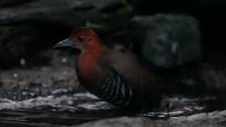 オオクイナ（Slaty-legged Crake）の水浴び