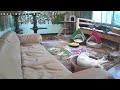 猫ちゃん動画のアーカイブ 仔猫部屋2 2021年05月11日 6～9時