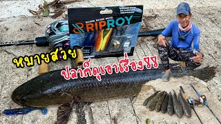 หมายนี้ต้องไปซ้ำอีกแน่นอน🤣 Daiwa Blazon 6-14lb. / Alphas sv 2021.  / @Riproy