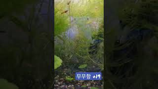 무환수 무여과 세팅 19일