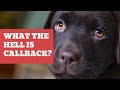 Javascript Callback Functions  #techAmi #javascript #callback