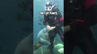 1 Reason Why Manatees Die