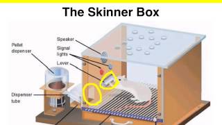Operant Conditioning - The Skinner box experiment