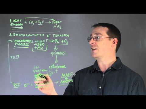 How does light energy get converted into chemical energy?