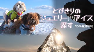 『ジュエリーアイス』愛犬がすごいの見つけてくれた【北海道豊頃町】Jewelry Ice:Winter in Hokkaido