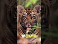 the malayan tiger the endangered national treasure of malaysia tiger animals nature malaysia