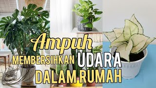 8 Tanaman Hias Dalam Rumah Paling Populer