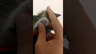 cats leave paw prints in your heart #cat #catpaw #kitty #cute #adorable #fun #viral #trend #shorts