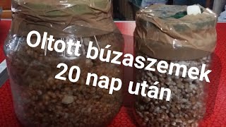 Gombával oltott búzaszemek