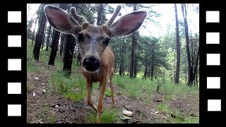 Curious Mule Deer | Trail Camera Highlight