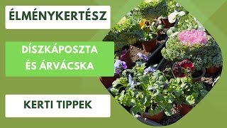 Díszkáposzta és az árvácska- Két pompás növény a színes téli kerthez!🥬🌸