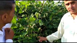 kch 999 very good cotton seed