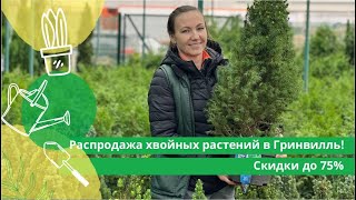 Распродажа хвойных растений в Гринвилль! Скидки до 75%