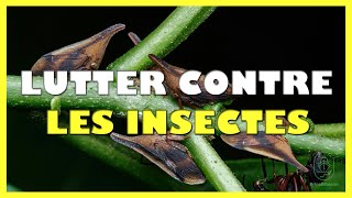 Comment lutter contre les insectes qui mangent les feuilles