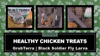 Healthy Chicken Snacks | GrubTerra |  Black Soldier Fly Larva