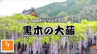 あきら散歩♪黒木の大藤（福岡県八女市）