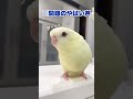 可愛い顔なのに喋り声が完全にオッサンな鳥がこちらww【サザナミインコ】 shorts