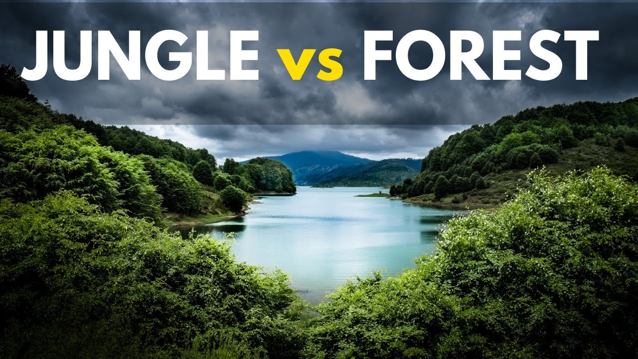 Forest Vs Jungle Vs Woods : How Different Are They? - YouTube