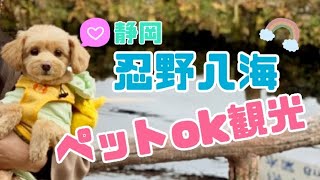 山梨旅行⑤】忍野八海でチーさんぽ♪【ペット可観光】