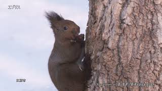 エゾリス Hokkaido Squirrel