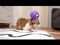Real Life Doodles CATS EDITION!!! Funny Cats! #reallifedoodles Real Life Doodles CATS EDITION!!! Funny Cats! #reallifedoodles