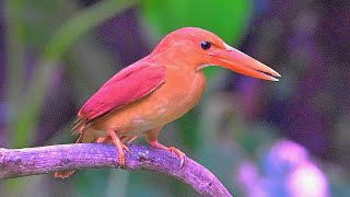 赤翡翠/Ruddy Kingfisher