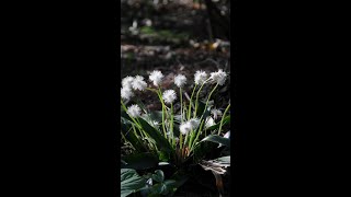 Fraser sás (Carex fraserianus)