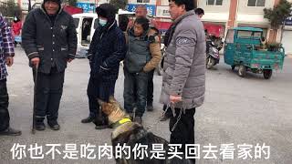 “馬犬”知道賣它死活不下車，無奈力不從心，最後還是被摔進鐵籠