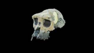 Bringing early ancestors back to life