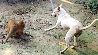मंकी रानी और पिल्लू की जबरदस्त फनी।। monkey Rani and dog funny || i love Animals