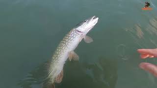 Sezonun Son Turna Avı. Balık Avı. Çok keyifli bir av yaptık. (Pike Fishing)