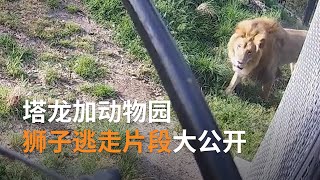 悉尼Taronga Zoo狮子逃出围栏事件监控录像大公开  | SBS中文