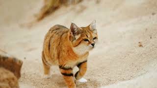 The Secret Life of the Elusive Sand Cat | Nature's Desert Hunter