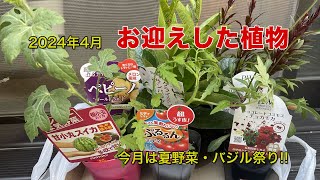 2024年4月にお迎えした植物　夏野菜とバジルもお迎えしました