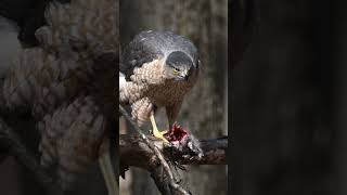 Is the Cooper's Hawk mostly found in forests and woodlands? #shorts