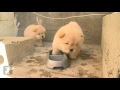 chow puppy won t share his food