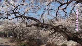 2015南投梅花季-梅花  Prunus mume