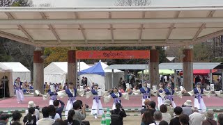 【公式】よさこいチーム八鹿2024『さく湖人』京都さくらよさこい2024　梅小路公園会場　 演舞動画