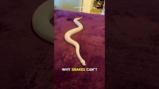 Why Snakes Can't Slither on This Magical Carpet! 🐍🧙‍♂️