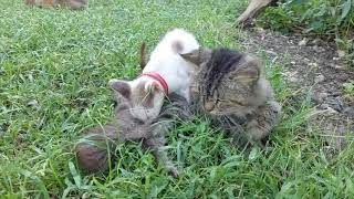 Cute and lovely cats are relaxing in the grass