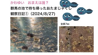 群馬の池で持ち帰ったおたまじゃくし　観察日記①(2024/8/27)