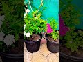 my home garden rose plant update india garden plantflowering roseflower