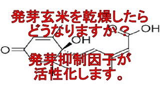 お客様から質問　２　発芽玄米を乾燥していますか　発芽玄米